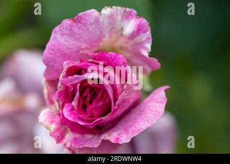 Vue de face gros plan de belle rose fermée. Photo de haute qualité Banque D'Images