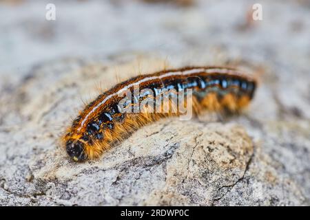 Macro gros plan Eastern Tent Caterpillar photo stock dans l'habitat naturel sur la roche texturée Banque D'Images