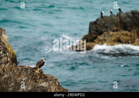 Osprey - Pandion haliaetus oiseau de proie poisson de chasse, également appelé faucon de mer, faucon de rivière, et faucon de poisson, assis sur le rocher à Byron Bay Australie, Bea Banque D'Images