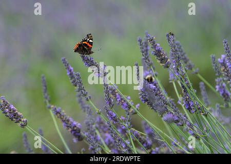 Rouge Admiral Butterfly sur lavande Banque D'Images