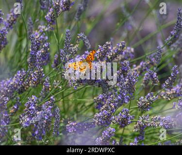 Papillon virgule sur lavande Banque D'Images