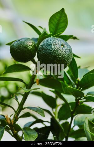Agrumes verts ronds de l'oranger tropical et feuilles cireuses Banque D'Images