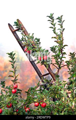 Échelle en bois rustique s'appuie contre un pommier chargé de fruits mûrs. Morning Mist entouré orchard et feuillage d'automne se profile au le blanc. Banque D'Images