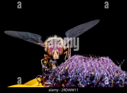 Hoverfly mangeant du nectar sur un tournesol, Royaume-Uni, fond noir. Banque D'Images