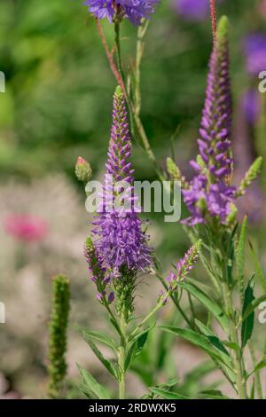 beau fond naturel dans le jardin d'été Banque D'Images