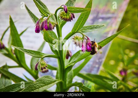 Abeille sur les fleurs de confrey commun rose avec fond réfléchissant lumineux Banque D'Images