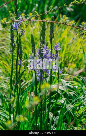 beau fond naturel dans le jardin d'été Banque D'Images