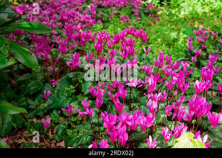 beau fond naturel dans le jardin d'été Banque D'Images