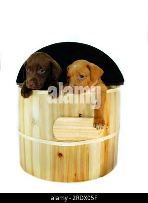 Two Labrado puppies, one golden and the other chocolate,  hang out of a wooden barrel.  Their blue eyes beg to be adopted and their paws point to the Stock Photo