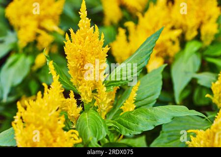 Celosia jaune vif vibrant en fleur avec actif de fond de panache d'or de soleil Banque D'Images