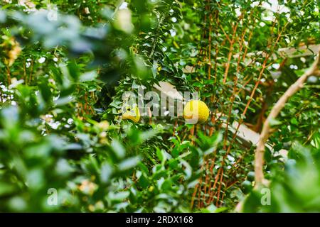 Fruit jaune pendant de la branche d'arbre feuillu Banque D'Images