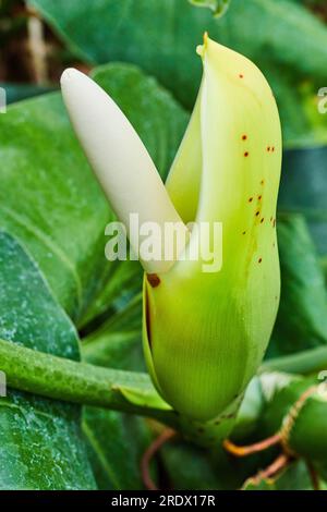 Australian Philodendron Crassinervium le salade de fruits vue verticale en gros plan Banque D'Images