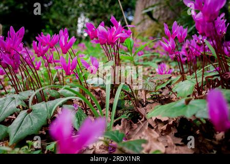 beau fond naturel dans le jardin d'été Banque D'Images