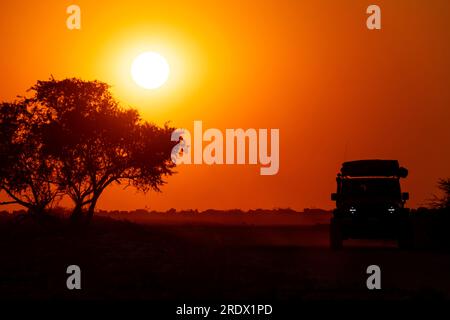 Safari voiture au lever du soleil africain, parc national d'Etosha, Namibie Banque D'Images