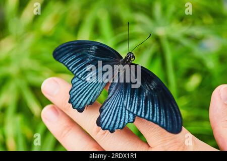 Gros plan de Papilio Memnon papillon ailé bleu et noir reposant du bout des doigts avec buisson ci-dessous Banque D'Images