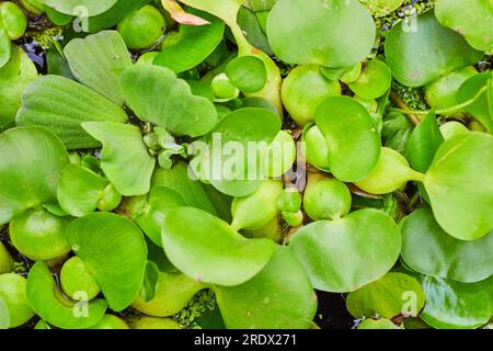Gros plan de la surface de l'étang avec l'actif de fond de la laitue d'eau Banque D'Images