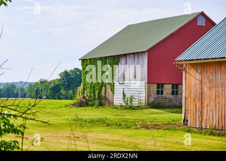 Ferme avec Bardage rouge sur la grange et couleurs italiennes vertes et blanches comme le lierre vert s'accroche à côté Banque D'Images