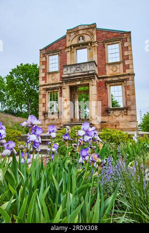 Fleur d'iris barrée violette devant le mur de vieux manoir abandonné et en décomposition Banque D'Images