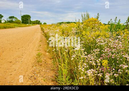 Route de campagne de terre et de gravier avec éclat de fleurs sauvages le long du côté et nuages bleus et violets Banque D'Images
