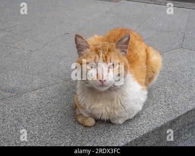 Chat rouge regarde la caméra. Animal sans abri. Bully Cat. Triste vie de rue. Dans la rue Banque D'Images