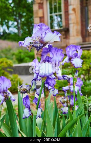 Fleurs verticales d'iris barrés violets en fleurs devant la façade de Heigold House Banque D'Images