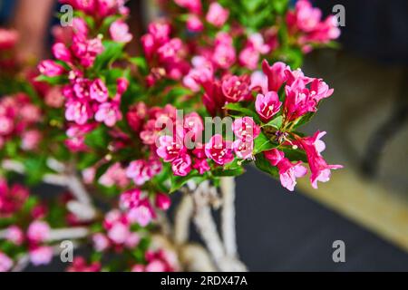 Arbuste bonsaï Escallonia à feuilles persistantes avec fleurs roses éclatantes fleurissant en gros plan de pétales Banque D'Images