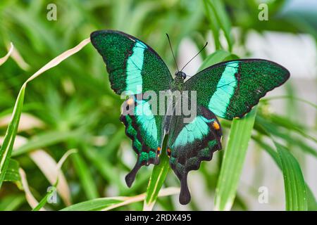 Éblouissant Emerald Swallowtail papillon reposant avec des ailes ouvertes sur des brins d'herbe Banque D'Images
