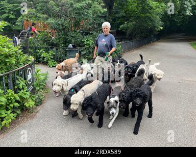 Portrait d'un promeneur de chien professionnel à Prospect Park, Brooklyn, New York. Banque D'Images