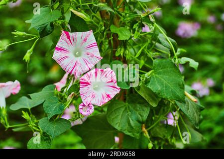 Rose et blanc rayé gloire du matin avec actif de fond vert flou Banque D'Images