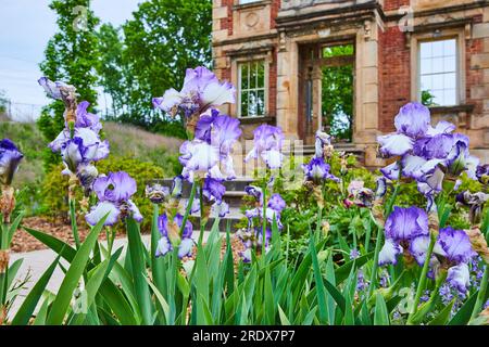 Fleurs d'iris aux perles violettes en fleurs devant la façade de Heigold House Banque D'Images