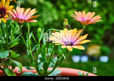 Grappe de trois marguerites africaines aux yeux bleus en fleurs sur une journée d'été lumineuse Banque D'Images