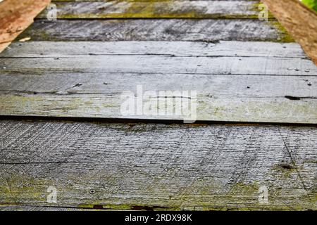 Gros plan de planches de bois texturées avec du bois écaillé et écaillé recouvert de moisissure verte ou de mousse Banque D'Images