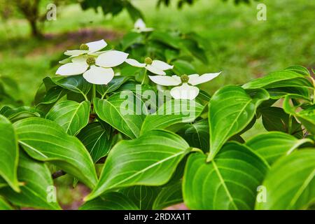 Quatre fleurs blanches sur la plante de Dogwood en fleurs avec l'herbe verte et le fond d'arbre Banque D'Images