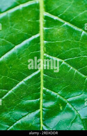 Gros plan vertical d'une seule feuille avec des veines jaunes visibles en arrière-plan Banque D'Images