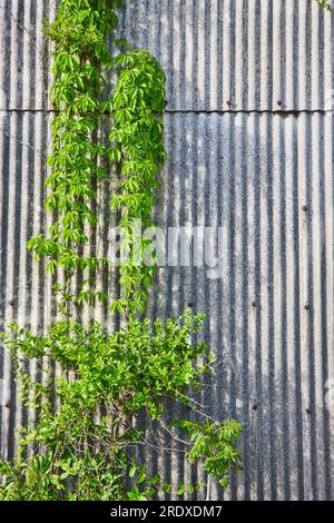 Ondulé, froissé, mur de fer métallique du bâtiment, lierre vert, vignes grimpant côté de la structure Banque D'Images