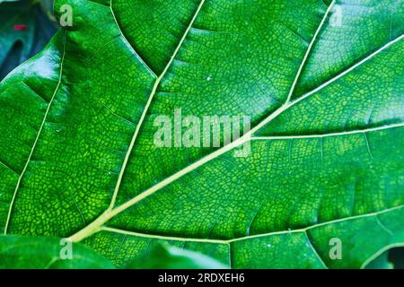 Grande feuille simple vue rapprochée des parois cellulaires et des veines jaunes épaisses Banque D'Images