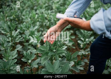 Agronome examinant les cultures de soja dans les champs, les travaux agricoles et l'agriculture. Agriculteur examinant la jeune plante de maïs vert de culture de maïs dans l'agriculture cultivée Banque D'Images