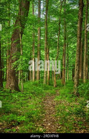 Sentier de terre, sentier de jeu, chemin à travers la forêt, arbres verts d'été, sous-broussailles, vie végétale, sentier des cerfs Banque D'Images