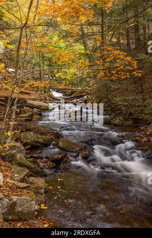 Rapides le long de Kitchen Creek en automne, Ricketts Glen State Park, Pennsylvanie Banque D'Images