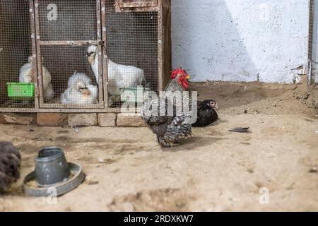 Le Silkie également connu sous le nom de poulet soyeux ou chinois est une race de poulet nommée pour son plumage atypique moelleux, qui est dit comme s Banque D'Images