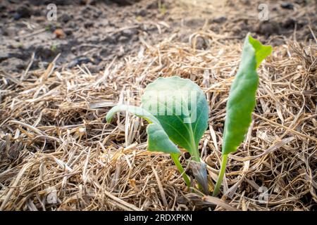 De jeunes plants de chou blanc poussent dans un lit de jardin, le sol est paillé avec de l'herbe sèche Banque D'Images