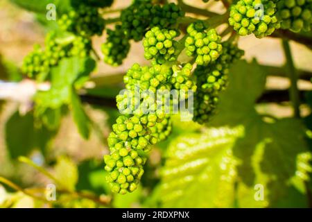 Vignoble avec de jeunes bourgeons de raisins. Raisins verts non mûrs en gros plan Banque D'Images