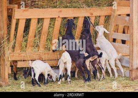 Le groupe de bébés chèvres domestiquées grignotent joyeusement le foin de la crèche dans leur étal. Banque D'Images