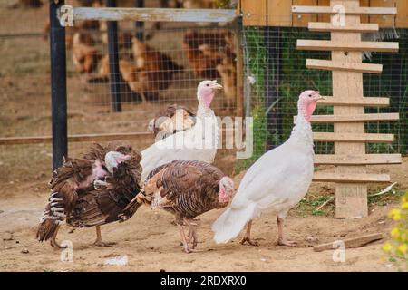 Les oiseaux à plumes brunes, y compris les dindes, explorent la maison sans personne autour. Banque D'Images