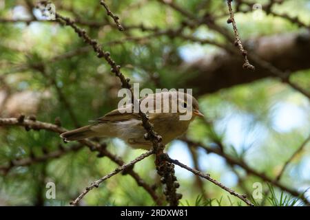 La mousseline commune (Phylloscopus collybita), ou simplement la mousseline, est une fécule commune et répandue. Banque D'Images