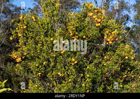 Sydney, Nouvelle-Galles du Sud, Australie. 22 juillet 2023. Oranges (Citrus sinensis) poussant sur les arbres d'une ferme d'orangers à Sydney, Nouvelle-Galles du Sud, Australie (image de crédit : © Tara Malhotra/ZUMA Press Wire) USAGE ÉDITORIAL SEULEMENT! Non destiné à UN USAGE commercial ! Banque D'Images