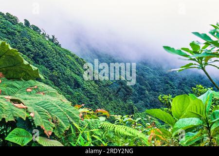 Nuages bas dans une vallée de forêt tropicale Banque D'Images