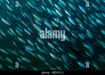 Bluestreak Fusiliers, tuile Pterocaesio, école, site de plongée Blue Magic, île de Gam, détroit de Dampier, Raja Ampat, Papouasie occidentale, Indonésie Banque D'Images