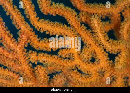 Polypes sur Sea Fan, Alcyonacea Order, C Crazy Dive site, Waigeo Island, Raja Ampat, Papouasie occidentale, Indonésie Banque D'Images
