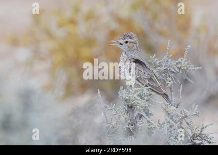 Lark à talons piqués, Etosha, Namibie, mars 2023 Banque D'Images